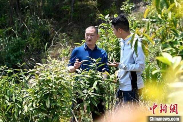 张高汉向参访者介绍金花茶种植情况。张金川摄