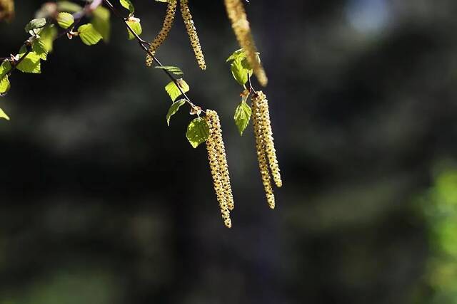 春有约 花不误 吉林农大校园邀你赴一场春日盛会