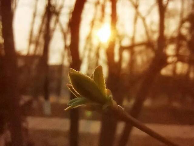 春有约 花不误 吉林农大校园邀你赴一场春日盛会