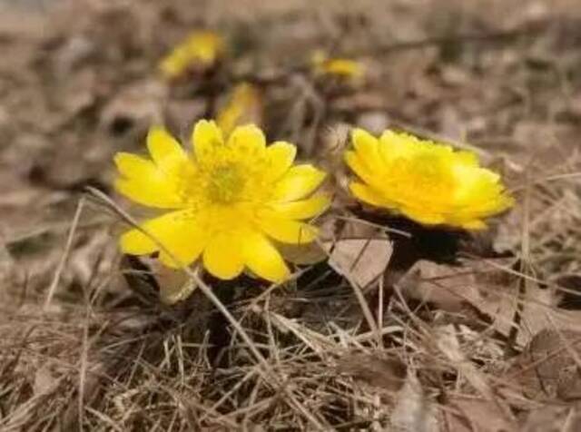 春有约 花不误 吉林农大校园邀你赴一场春日盛会