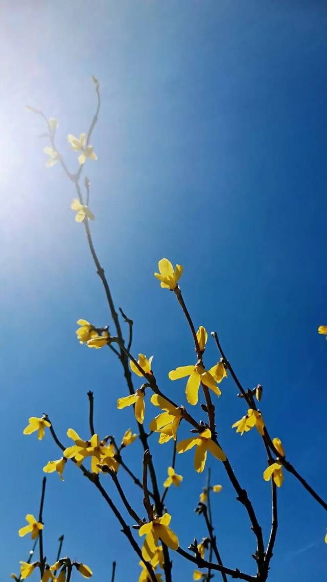 春有约 花不误 吉林农大校园邀你赴一场春日盛会