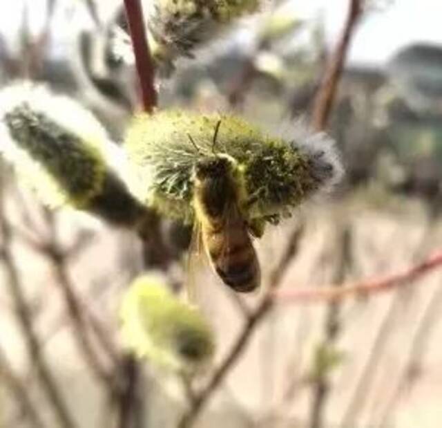 春有约 花不误 吉林农大校园邀你赴一场春日盛会