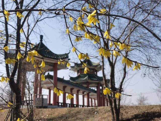 春有约 花不误 吉林农大校园邀你赴一场春日盛会