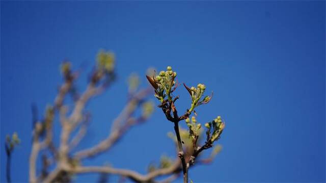 镜头  春回梨城