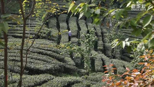 我的就业进行时｜茶香拂遍秦巴山 织出乡村振兴好“钱”途