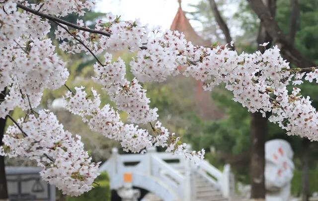 东财樱花盛开，30张高清图带你云赏樱