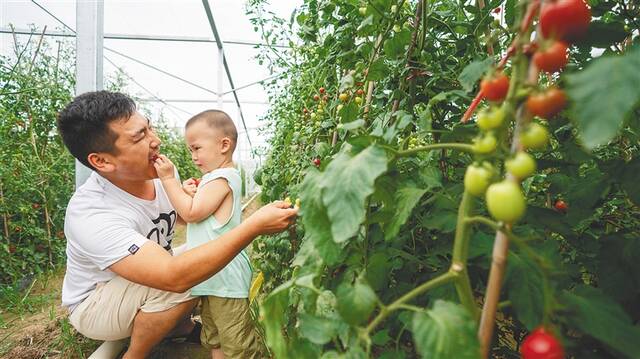 众多新、奇、特瓜果蔬菜品种诞生于海南