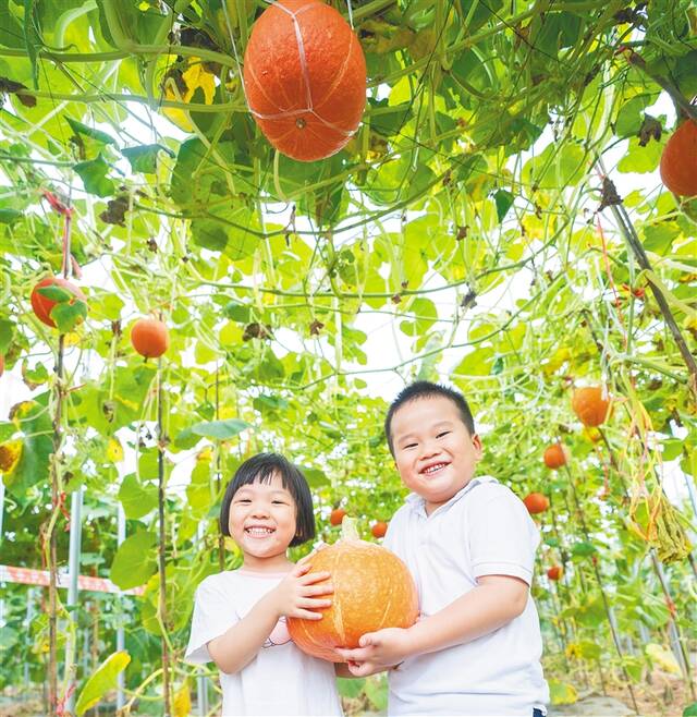 众多新、奇、特瓜果蔬菜品种诞生于海南