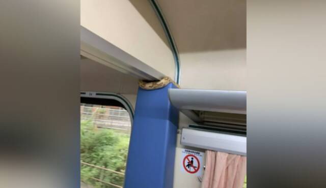 台铁“自强号”列车发现蛇“入侵”， 紧急疏散乘客并封闭车厢