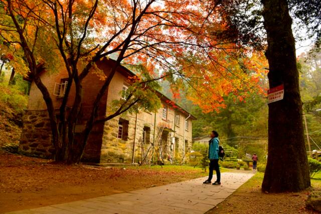 ▲2017年11月12日，庐山植物园出现漫山遍野、层林尽染的迷人秋景。图/IC photo