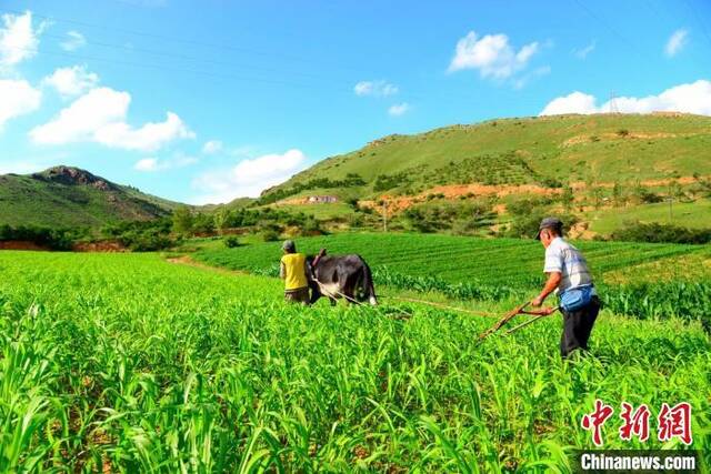 资料图：农民耕作。孙宏波摄