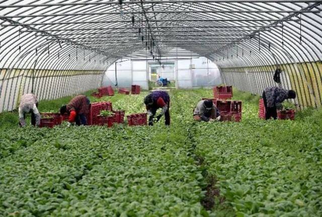 3月30日清晨，在青浦区朱家角镇安庄村，上海世鑫蔬菜种植专业合作社的工人在采摘蔬菜。新华社