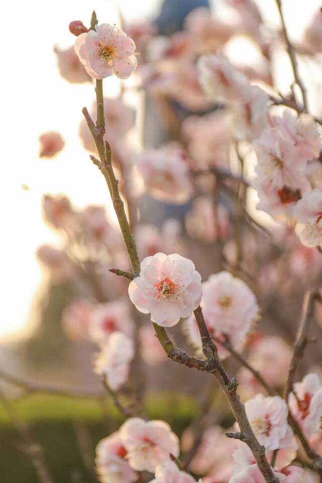 青科花开！太！美！了！