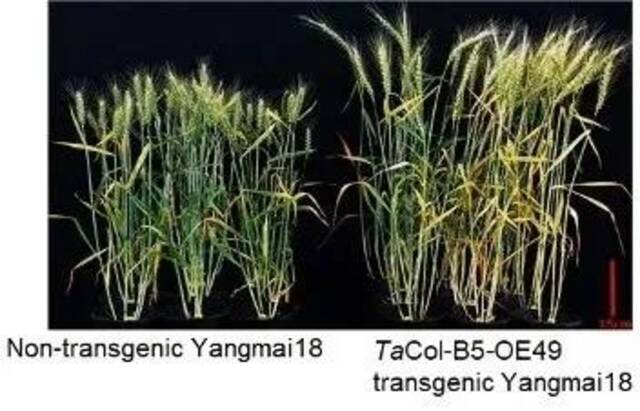 协同攻关！我校专家合作克隆出提高籽粒产量的关键基因