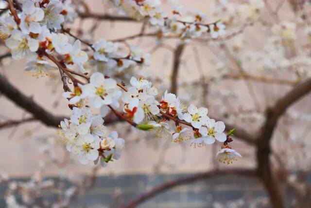 四月，共赏花开