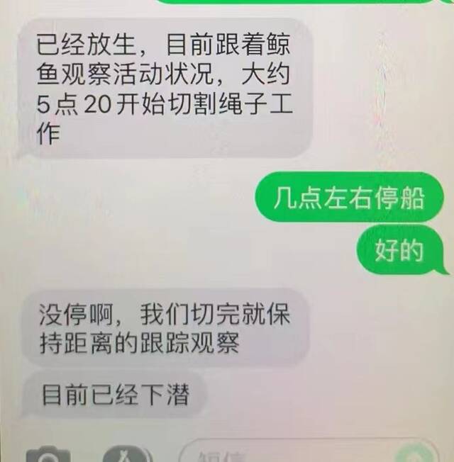 好消息！搁浅的抹香鲸成功放回深海