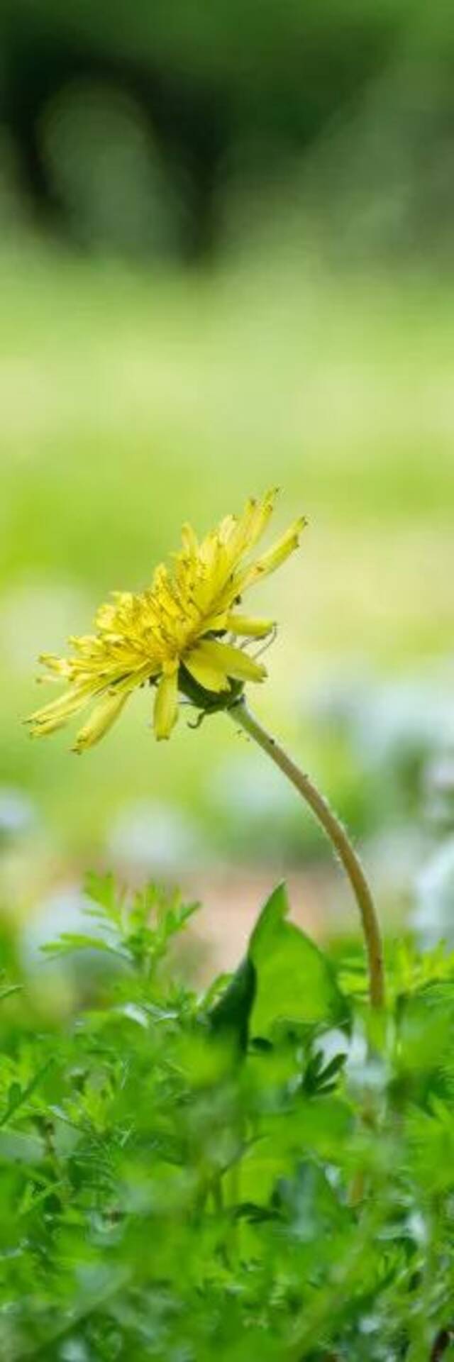 今日谷雨丨且惜春光，万物生长！看看南理工“花花世界”！