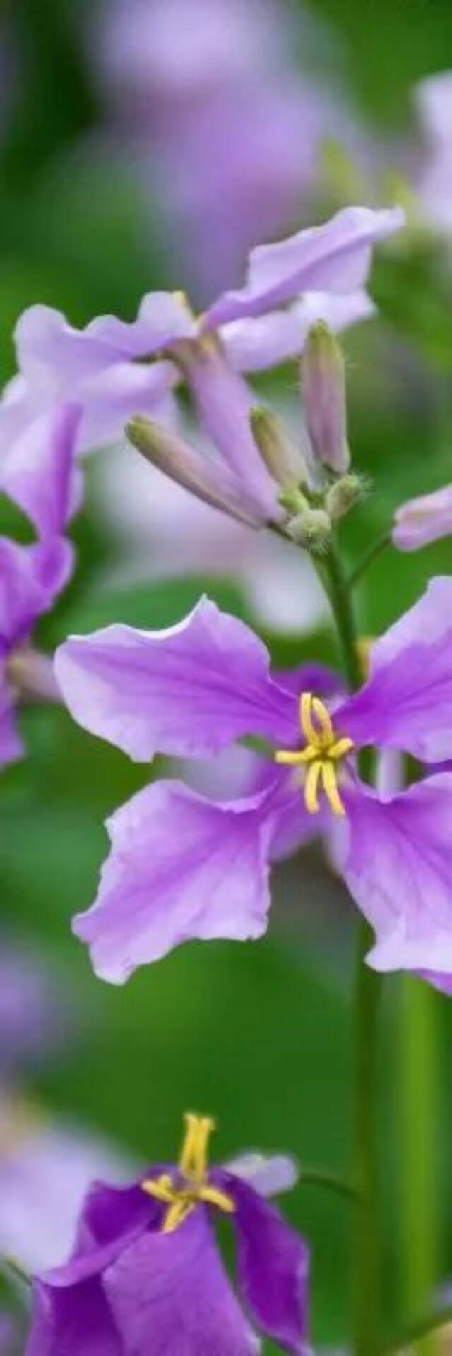 今日谷雨丨且惜春光，万物生长！看看南理工“花花世界”！