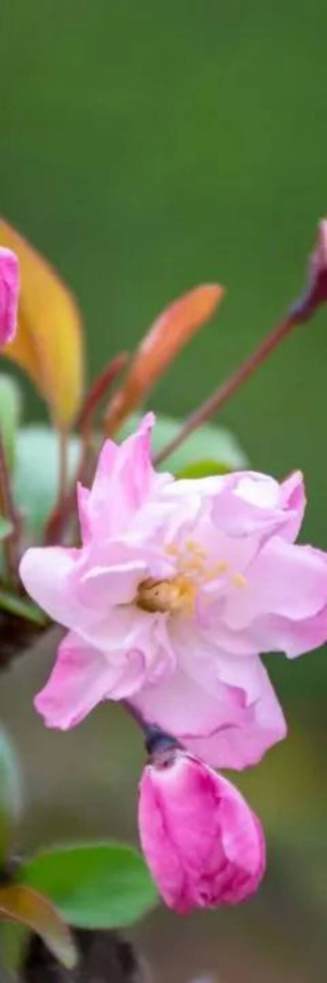 今日谷雨丨且惜春光，万物生长！看看南理工“花花世界”！