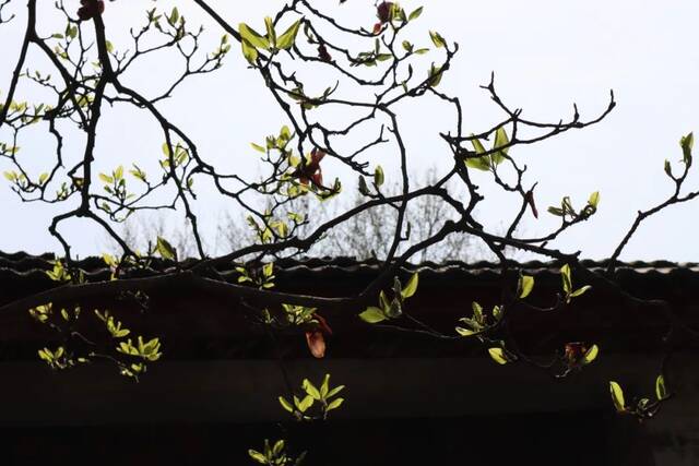 今日谷雨丨且惜春光，万物生长！看看南理工“花花世界”！