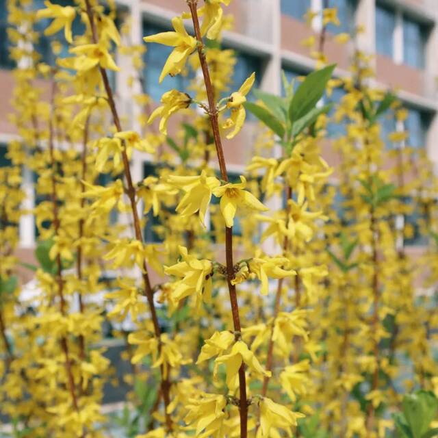 今日谷雨丨且惜春光，万物生长！看看南理工“花花世界”！