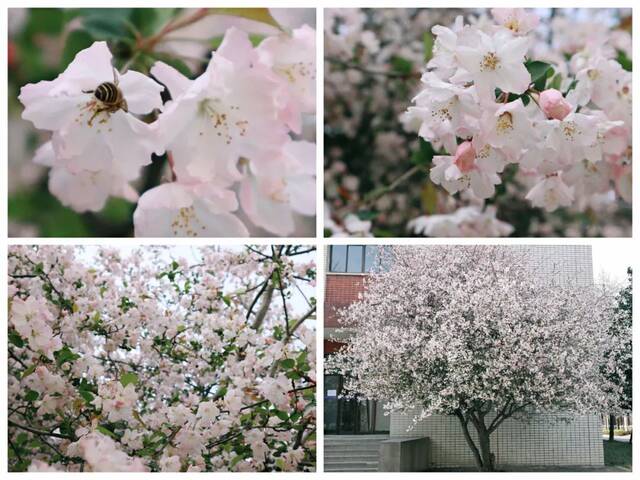 今日谷雨丨且惜春光，万物生长！看看南理工“花花世界”！