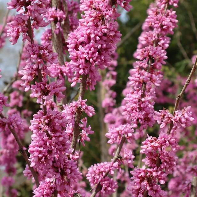 今日谷雨丨且惜春光，万物生长！看看南理工“花花世界”！