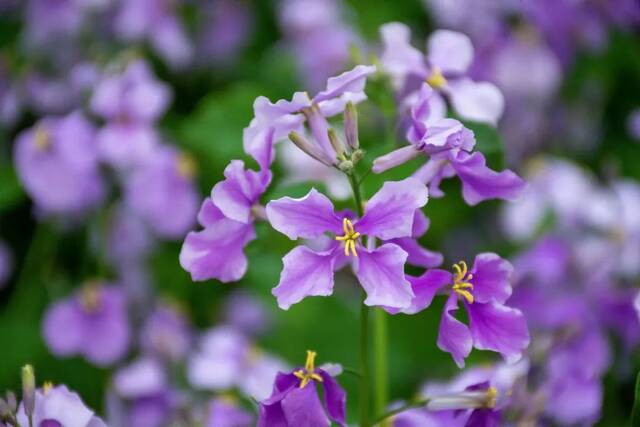 今日谷雨丨且惜春光，万物生长！看看南理工“花花世界”！