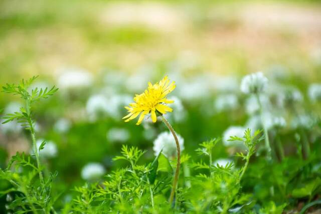 今日谷雨丨且惜春光，万物生长！看看南理工“花花世界”！