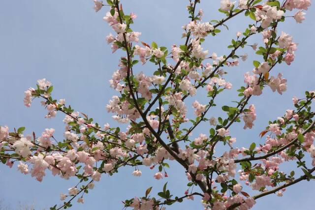 今日谷雨丨且惜春光，万物生长！看看南理工“花花世界”！