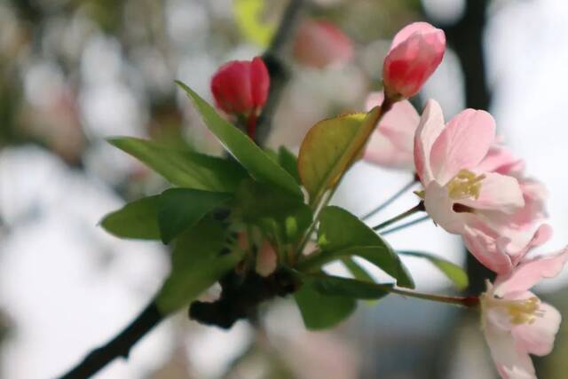 今日谷雨丨且惜春光，万物生长！看看南理工“花花世界”！