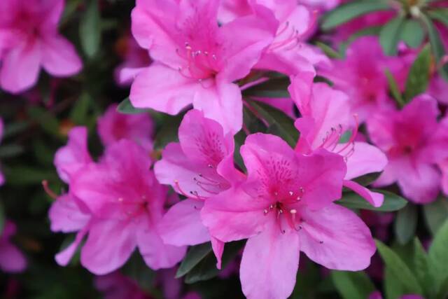 今日谷雨丨且惜春光，万物生长！看看南理工“花花世界”！