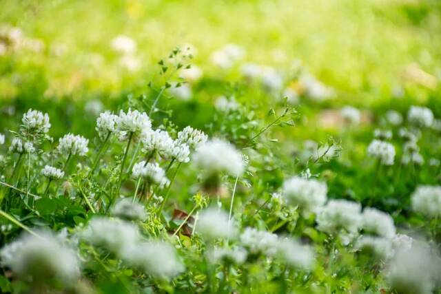 今日谷雨丨且惜春光，万物生长！看看南理工“花花世界”！