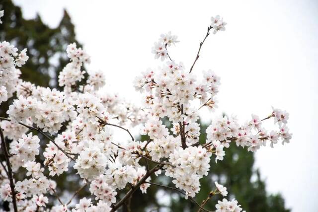 今日谷雨丨且惜春光，万物生长！看看南理工“花花世界”！