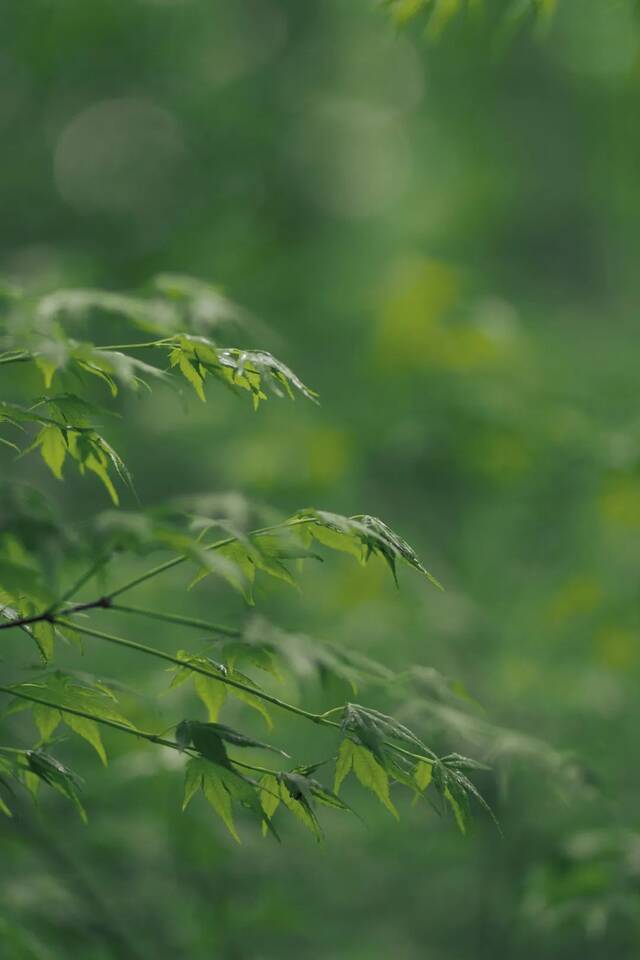 今日谷雨  始迎春来 送春归去