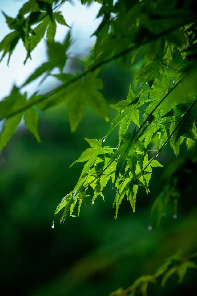 今日谷雨  始迎春来 送春归去