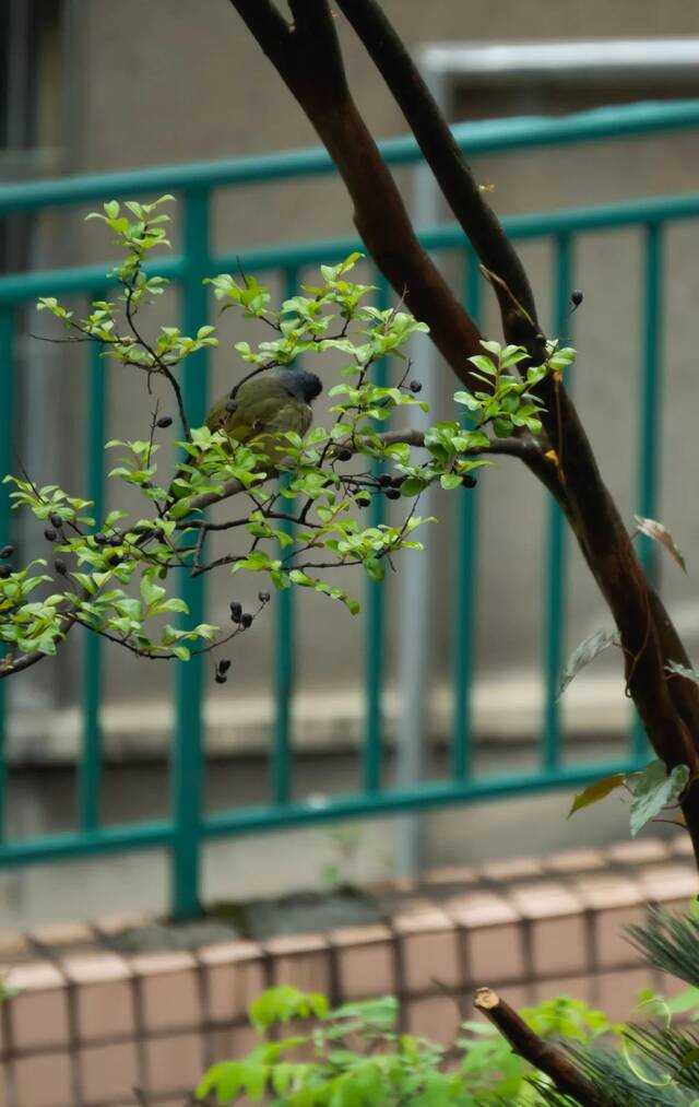 今日谷雨  始迎春来 送春归去