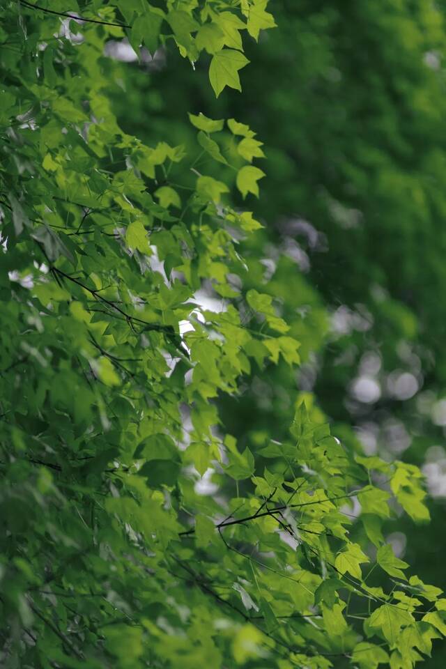 今日谷雨  始迎春来 送春归去