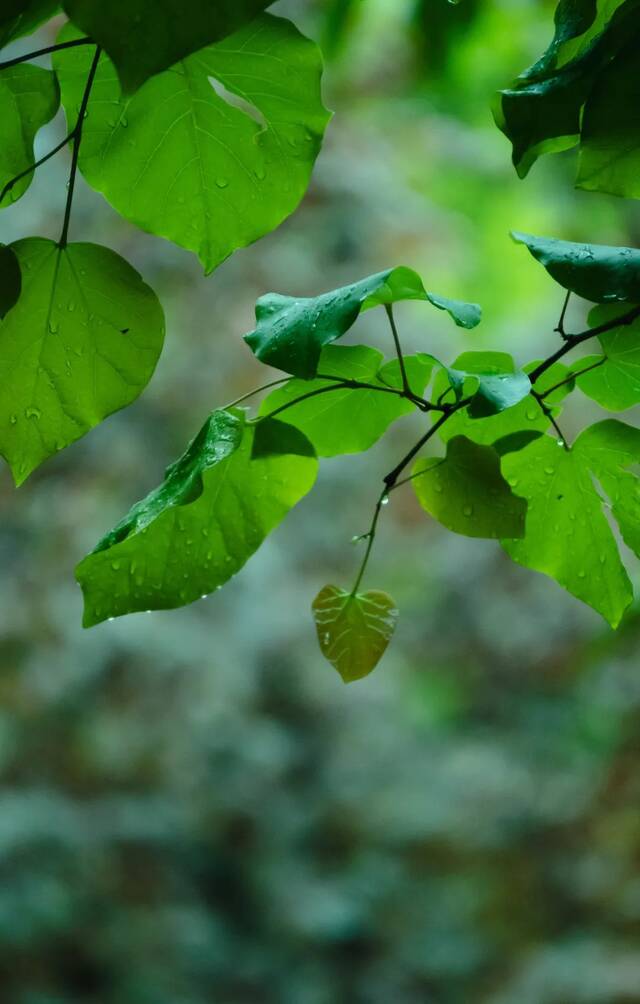 今日谷雨  始迎春来 送春归去