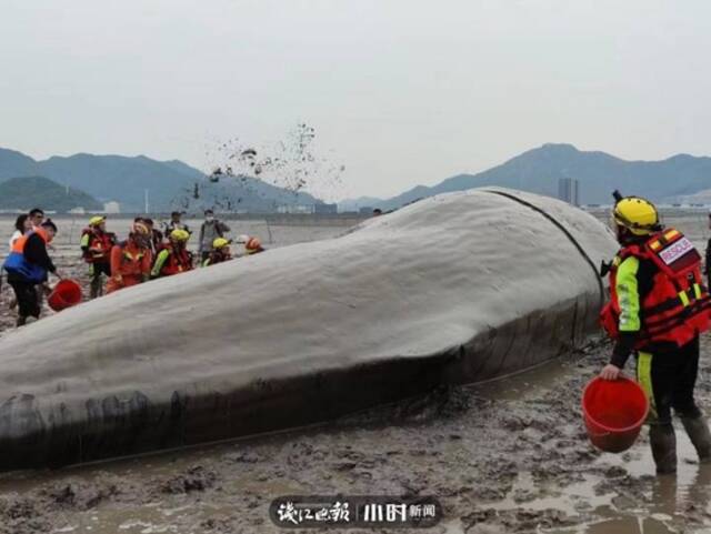 “救助大型搁浅鲸类的范例！”记者专访抹香鲸救援专家 还原诸多细节