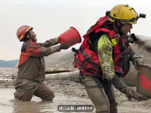 “救助大型搁浅鲸类的范例！”记者专访抹香鲸救援专家 还原诸多细节