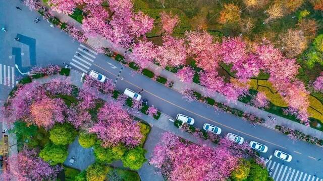 生日快乐，云南大学！