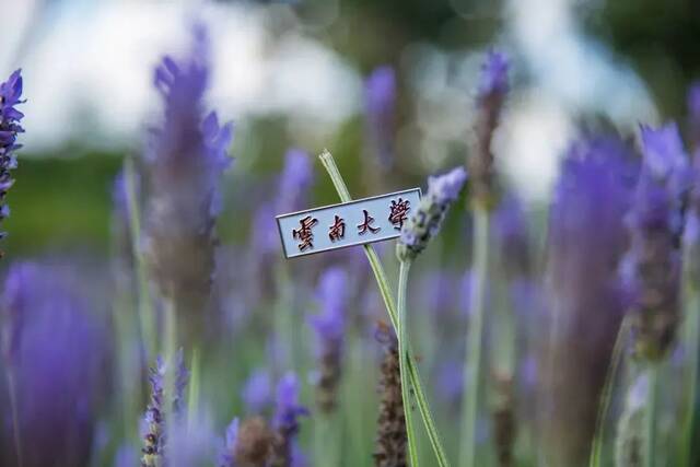 生日快乐，云南大学！