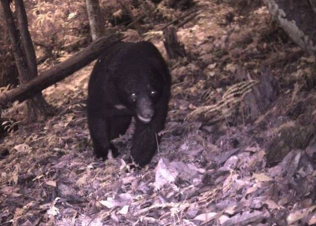 台湾玉山国家公园黑熊频繁出没半个月来6宗