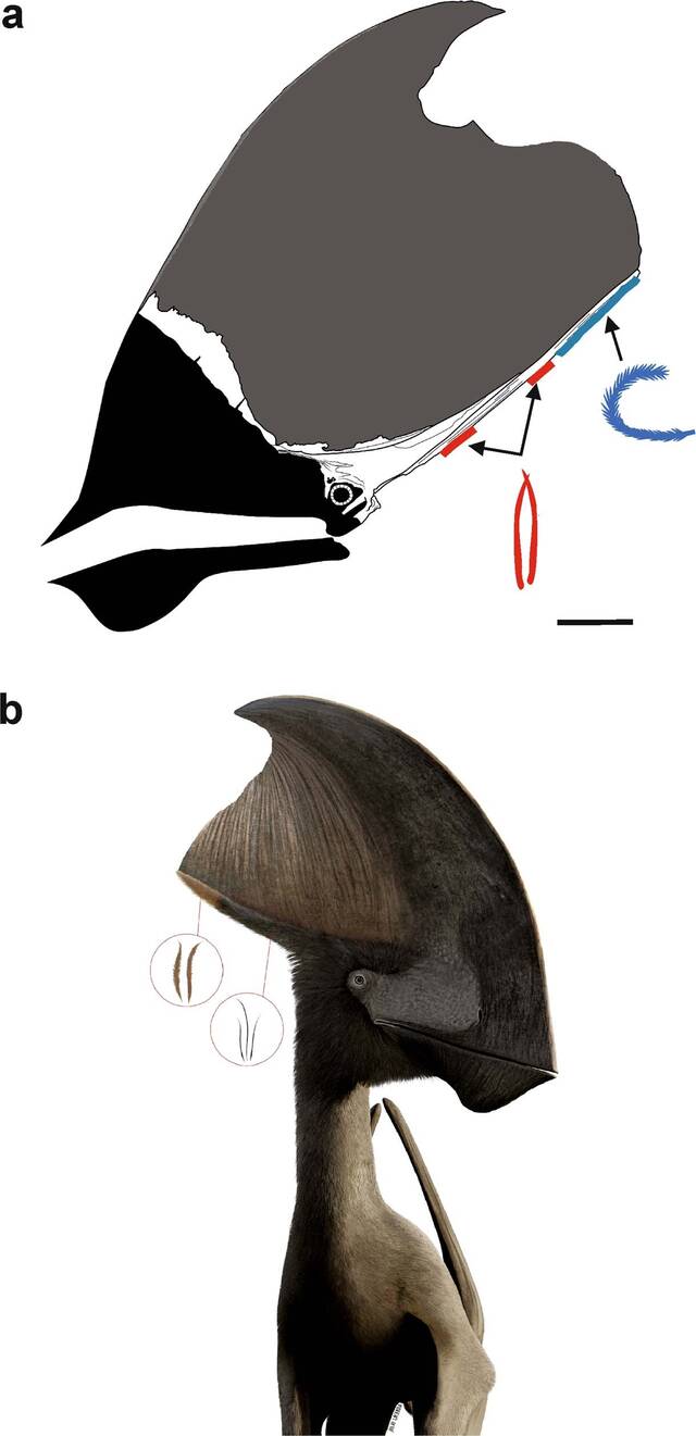 Tupandactylus imperator研究揭示：翼龙能够使用黑色素来控制其羽毛的颜色