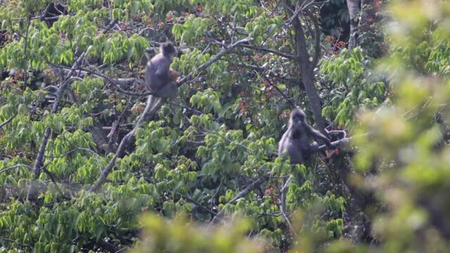 銆怌OP15銆戞垜鐚滀綘鑲畾娌¤杩囷紒