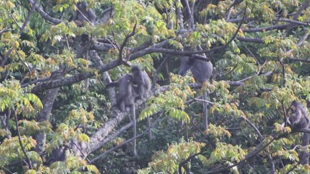 銆怌OP15銆戞垜鐚滀綘鑲畾娌¤杩囷紒