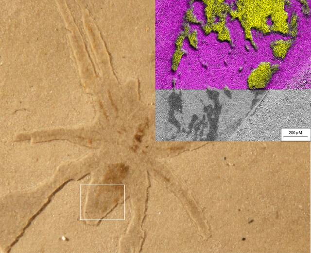 来自普罗旺斯地区艾克斯地层的蜘蛛化石，白色方框内显示了扫描电子显微镜图像的位置，以及左上方看到的硫（黄色）和硅（粉红色）的化学图。这些共同揭示了化石上富含黑色硫