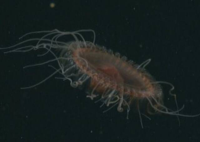 美国蒙特雷水族馆研究所海洋生物学家发现深海环冠水母新物种Atolla reynoldsi