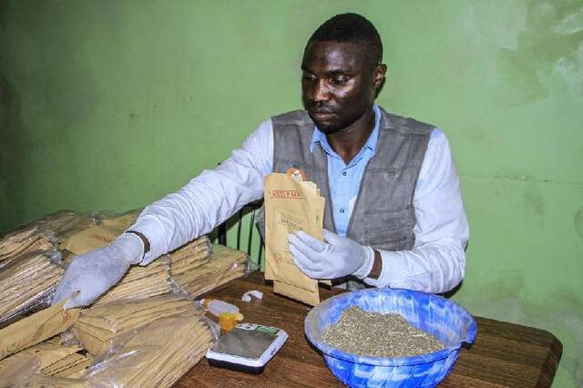 在刚果（金）北基伍省戈马市郊区，卡洛马将晒干碾压成粉末的青蒿叶打包。新华社发（扎南摄）